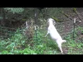 Goats eat Bamboo Please read description