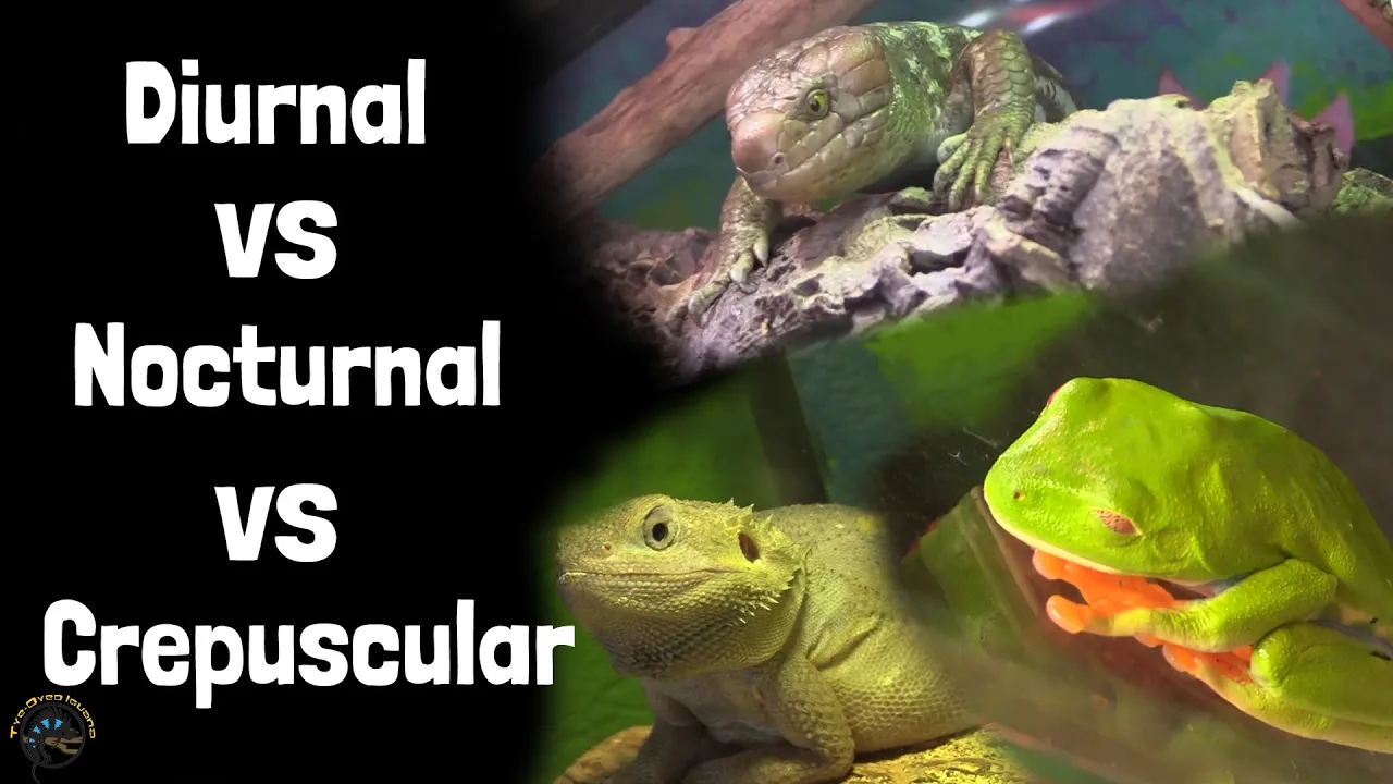 Diurnal vs Nocturnal vs Crepuscular ☀🌙🌅 - A Guide to Animal Activity Periods!