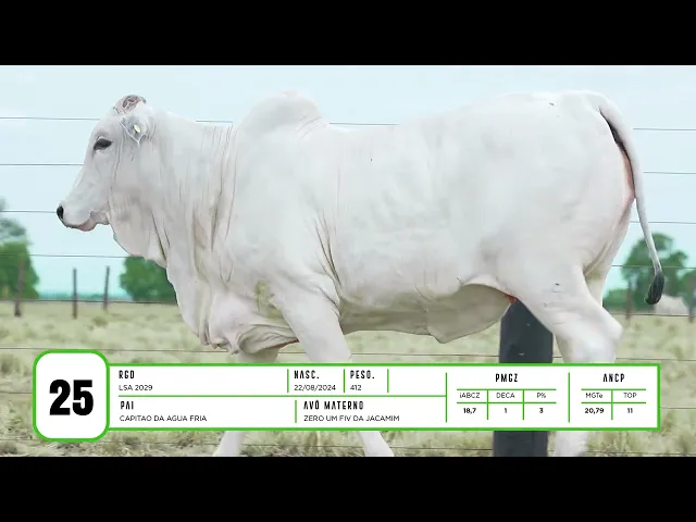 Novilha Nelore LSA - 2029