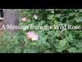 Download Lagu A Message from the Wild Rose
