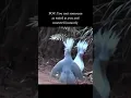 Two Kagu/Cagou Birds, One Love  #funny #happiness #funnybirdvideo