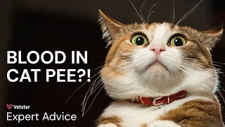 Cat Peeing Blood but Acting Normal Causes Symptoms and When to Worry