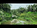 Download Lagu Suara burung tekukur dan gemericik air untuk relaxsasi