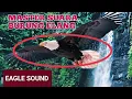 Download Lagu MASTERAN SUARA BURUNG ELANG BONDOL (MP3). UNTUK MENGUSIR HAMA TIKUS DLL.