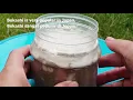 Download Lagu How to make bokashi rice bran / Cara membuat bokashi dedak beras