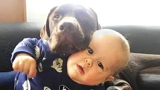 TRY NOT TO LAUGH funny animal videos 😹🐶 The Funniest Cat & Dog Moments Compilation 🐾