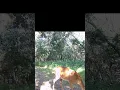 GIANT ALIEN SPIDER maybe Rusty Trail Cam 5