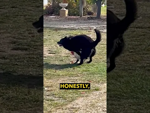 Unlucky Chook