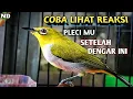 Download Lagu Pleci Buxtomi Gacor Mancing Lawan
