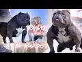 TBC PAYROLL Mr Miagi Spilt Image Twin MR MIAGI DIRECT SON