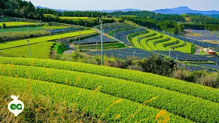 How Japanese Green Tea Is Made | Grow & Tell