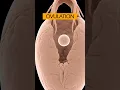 Download Lagu Ovulation Process ❤️ #pregnancy #shorts