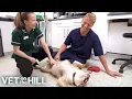 4 Hours of Mind-Blowing Pet Cases with Vet On The Hill