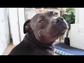 Lagu Dogs are the Kings of Comedians 😂 Funniest Animal Videos 2025