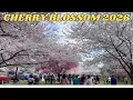 Cherry Blossom 2026 at Branch Brook Park Newark Spring in New Jersey USA