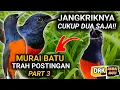 CUKUP JANGKRIK 2 MURAI BATU BONGKAR MATERI CARA MERAWAT MURAI BATU TRAH POSTINGAN
