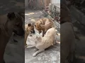 Download Lagu Dog #dog #dogfunny #animals #dogvideo