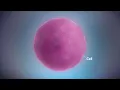 From DNA to protein - 3D