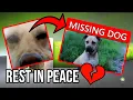 The Sad Truth About the Xbox 360 Dog Gamerpic Xbox 360 Nostalgia - RIP