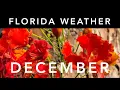 Florida Weather December