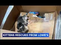 2 litters of kittens found living on top shelf at Lowe s