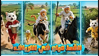 القط مياو في الارياف 