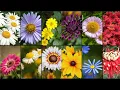 DAISY FLOWER VARIETIES - Plants Weekly