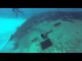 Barracuda attacks lionfish on polespear