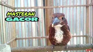 masteran suara tengkek udang gacor tanpa jeda