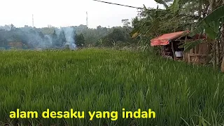 menikmati alam desaku diiringi alunan kecapi suling