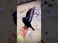 Download Lagu ❤😎👌🕊️🕊️😎pigeons#pura#shorts#💥 status#WhatsApp #Tamil#puralovers#pigeonslovers#pura