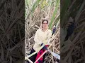 Download Lagu Banjara🙏 old song ￼#banjara #banjaravidoes #banjarashorts #youtubeshorts