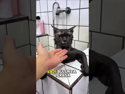 Kenapa Kucing Tidak Suka Mandi? Simak Penjelasannya Sampai Habis Ya #kucing #cat #shorts #viral