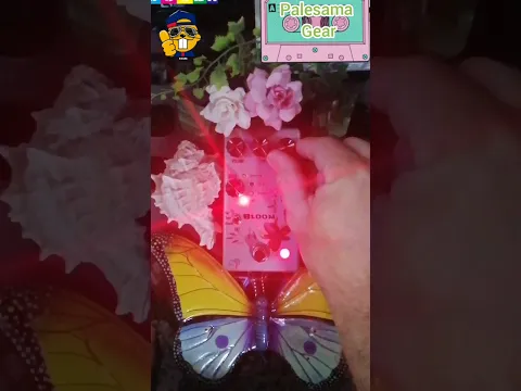 Drunk Beaver Bloom distortion pedal demo video by Palesama gear and music - YouTube thumbnail