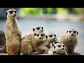 Are Meerkats herbivores carnivores or omnivores facts about Meerkat How fast is a Meerkat