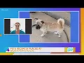 Idaho Today Broken Hearts Rescue discusses what to expect when adopting from their shelter