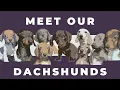 ALL ABOUT DACHSHUNDS - Color Pattern Size Coat