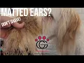 How to Fix Matted Dog Ears Without Shaving Groomer Trick
