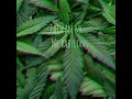 MR BABYLON - TAIWAN MC