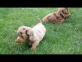 Miniature Dachshund Puppies For Sale