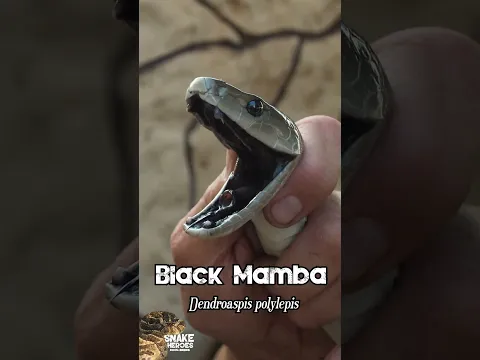 This is NOT What A Black Mamba Looks Like!