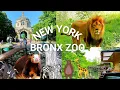 NYC Bronx Zoo Highlights Exploring One of the Best Zoos in the United States