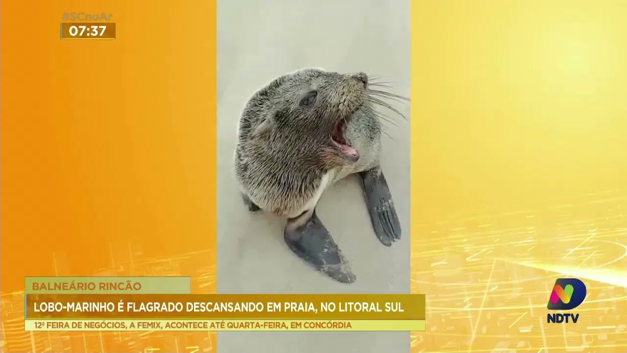 Filhote de lobo-marinho é encontrado na praia de Balneário Rincão neste fim de semana