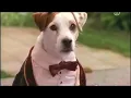 Download Lagu Wishbone PBS Kids || Bark to the Future (Full episode) || The Time Machine
