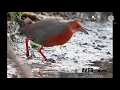 Download Lagu Suara pikat/Mp3 Burung tikusan yang ampuh