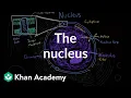 The nucleus Cells MCAT Khan Academy