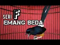 seri f super emosi tercepat ! Murai apapun pasti ikut gacor jadi bongkar isian