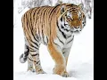 Download Lagu Siberian Tiger Sound Effects 🐯 🔊