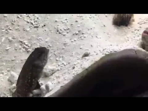 Fish Throwing Sand At Each Other