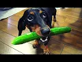 Can dogs eat pickles